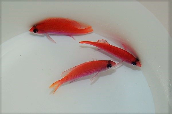 Pseudanthias taeniatus (female) | All sizes
