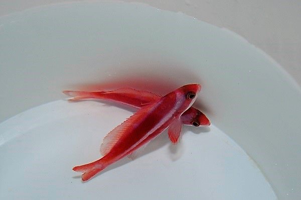 Pseudanthias taeniatus (male) | All sizes