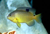 Stegastes variabilis | All sizes