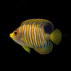 Pygoplites diacanthus (Pacific) | M