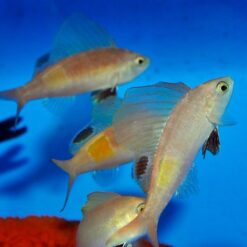 Rabaulichthys stigmaticus | All sizes