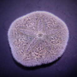 Brissus spp. (Sand dollar flat) | All sizes