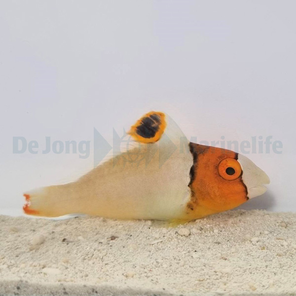 Cetoscarus bicolor | S