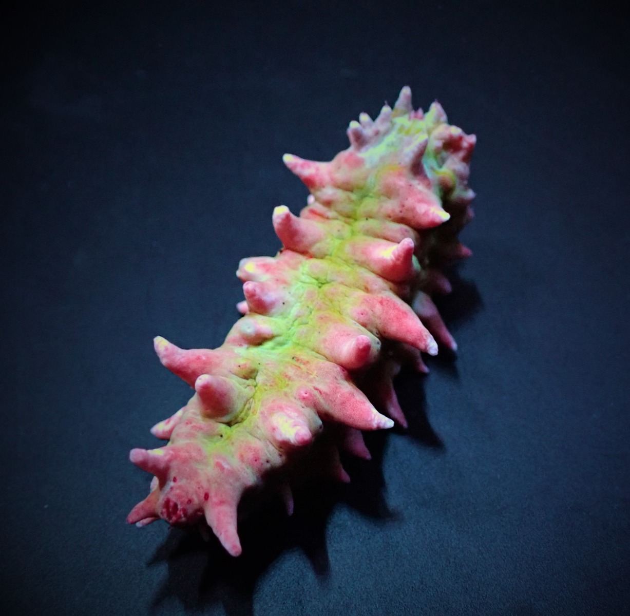 Colochirus crassus | All sizes