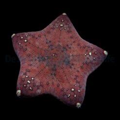 Culcita novaeguineae | S