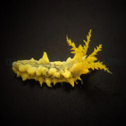 Colochirus robustus | All sizes