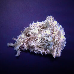 Dolabella auricularia | All sizes