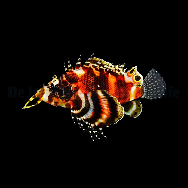 Dendrochirus biocellatus | M/L