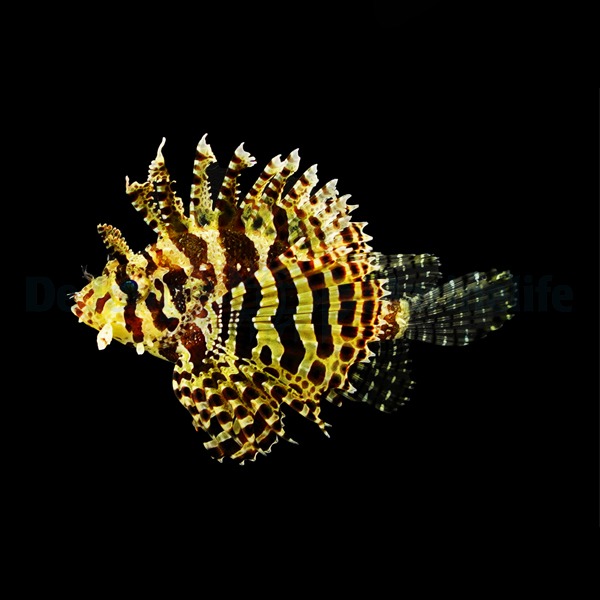 Dendrochirus brachypterus | L