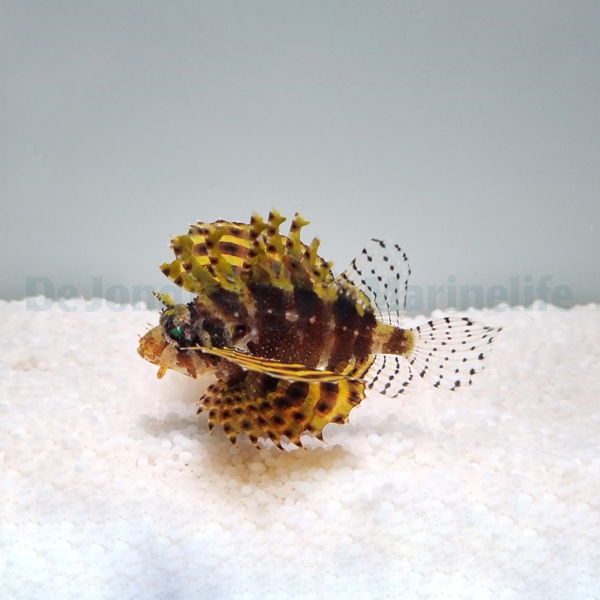 Dendrochirus brachypterus (Yellow) | All sizes