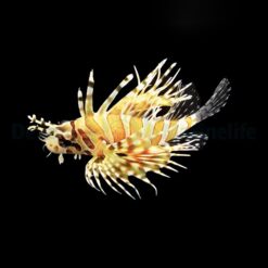 Dendrochirus zebra | M