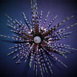 Echinothrix calamaris | S