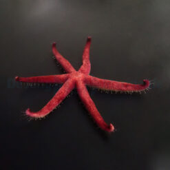 Echinaster luzonicus | All sizes