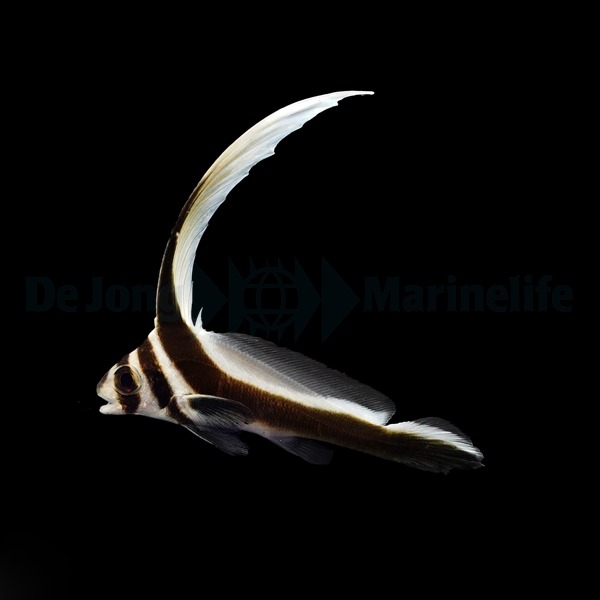 Equetus punctatus | All sizes