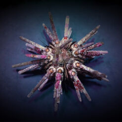 Eucidaris tribuloides | All sizes