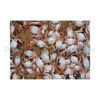 Shrimpfood Frozen Crab - 1000 g | S