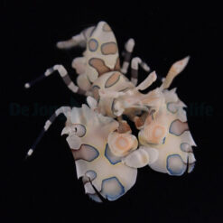 Hymenocera picta | All sizes