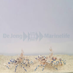 Hymenocera picta (Pair) | All sizes