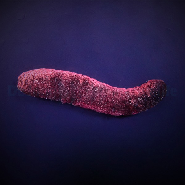 Holothuria edulis | All sizes