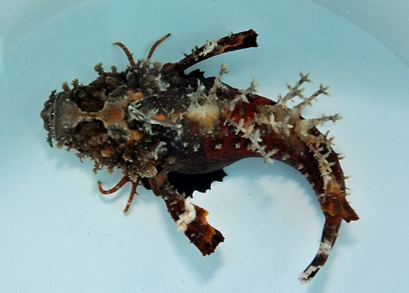 Inimicus didactylus (Premium coloured) | S