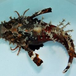 Inimicus didactylus (Premium coloured) | M