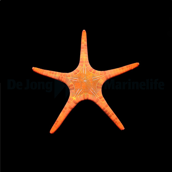 Iconaster longimanus | All sizes