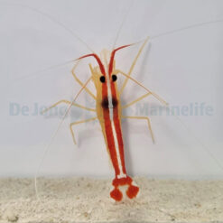 Lysmata amboinensis | M