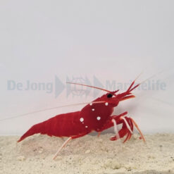 Lysmata debelius | M