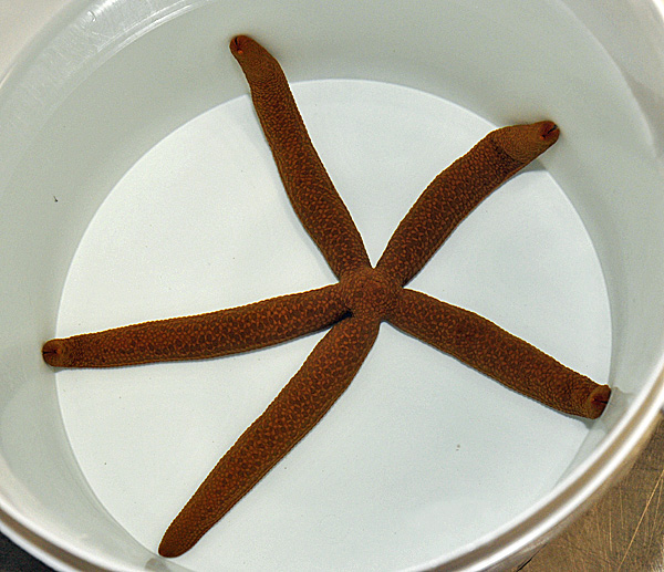 Linckia guildingi | All sizes