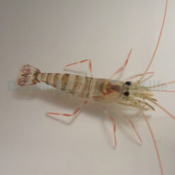 Lysmata kuekenthali | All sizes