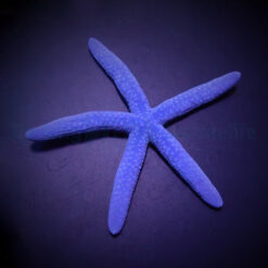 Linckia laevigata | All sizes