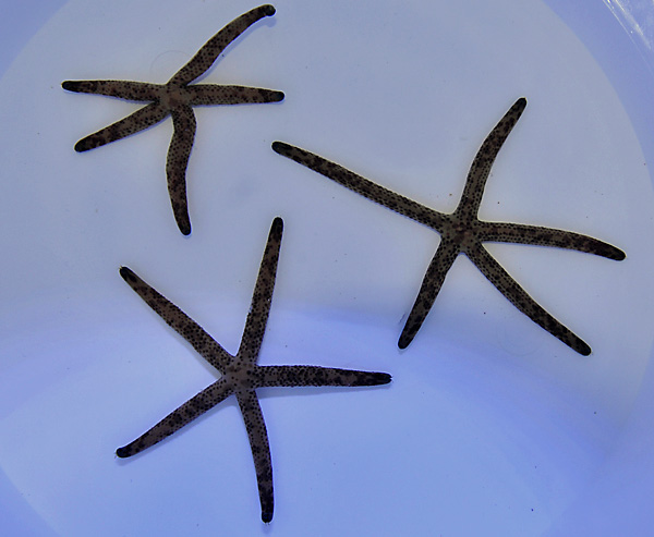 Linckia multiflora | All sizes