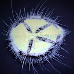 Maretia planulata | All sizes