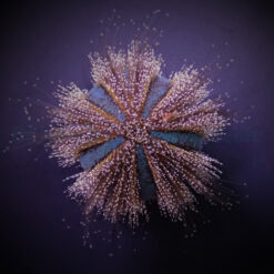 Mespilia globulus (Common) | All sizes