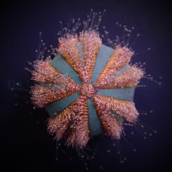 Mespilia globulus (Red) | All sizes