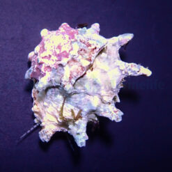 Astralium calcar | All sizes