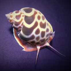 Babylonia zeylanica | All sizes