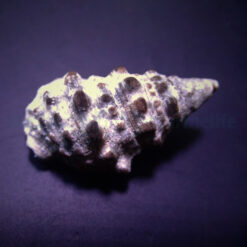 Cerithium caeruleum | All sizes