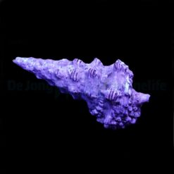 Cerithium spp. (Show) | XL