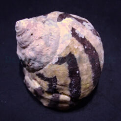 Cittarium pica | All sizes