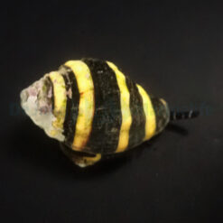 Engina mendicaria | All sizes