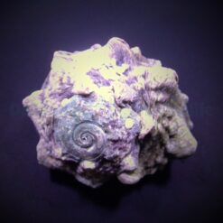 Lunella coronata | All sizes