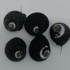 Margarites pupillus | All sizes