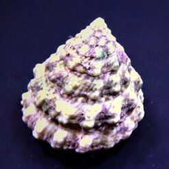 Tectus fenestratus | All sizes