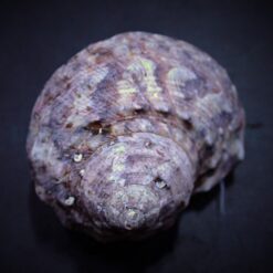 Turbo fluctuosus | All sizes