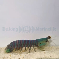 Odontodactylus spp. | M