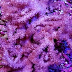 Klyxum spp. (Colt) | XL