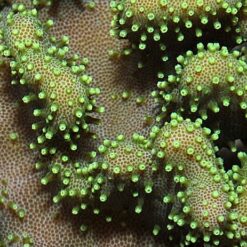 Lobophytum spp. (Green) | M