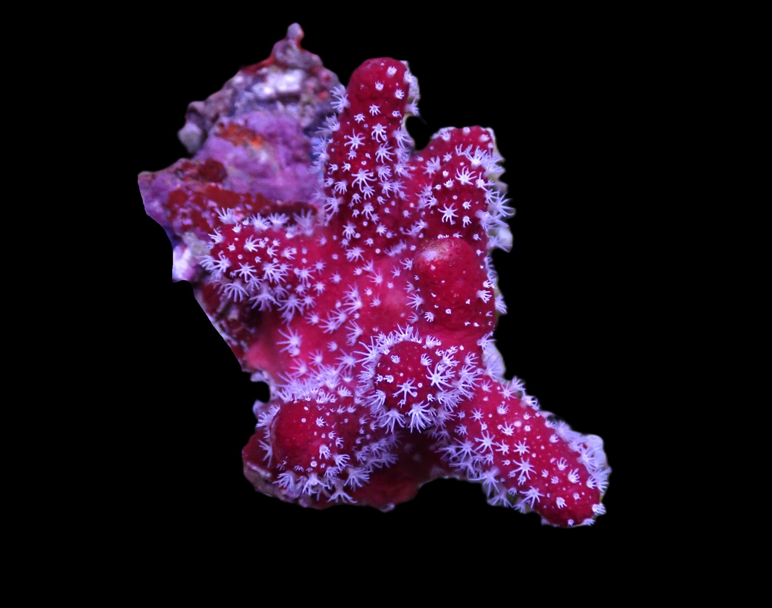 Nephthyiogorgia spp. | L