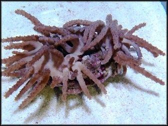 Paralemnalia spp. | S